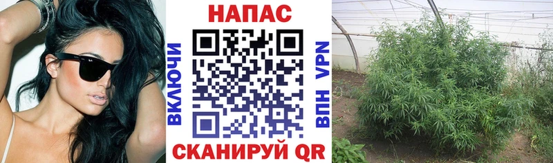 Купить  Кирово-Чепецк  Бошки Шишки сатива 